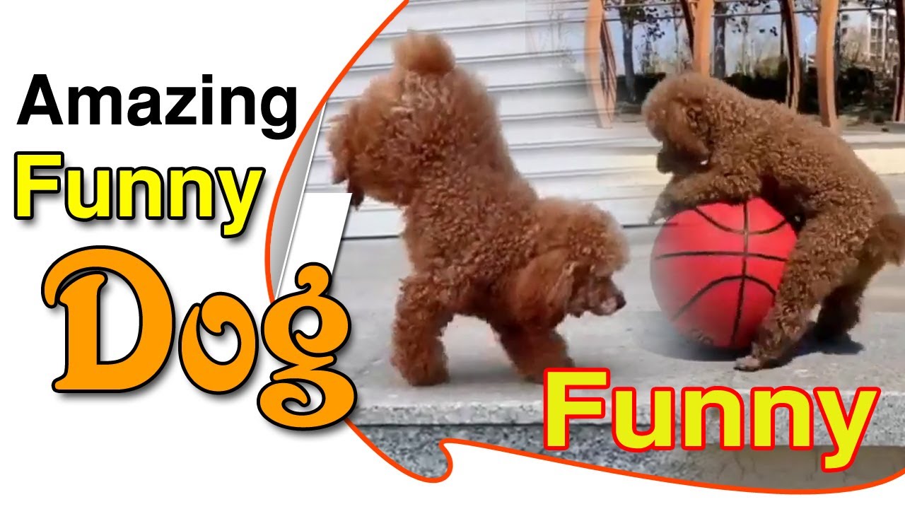 Amazing Funny Brown Curly Dog Playing Video 