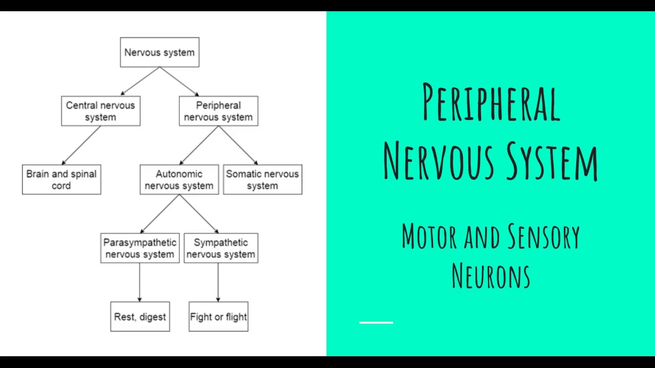 Nervous and Endocrine System - YouTube