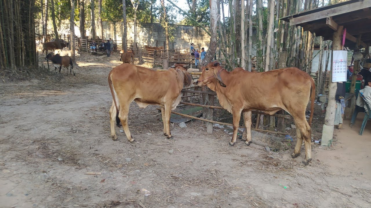 ตลาดนัดโคกระบือภาคเหนือ จ.น่าน(3ก.พ69) วัวจำนวนลดลง แต่ออเดอร์ต่างจังหวัดยังล้นๆ