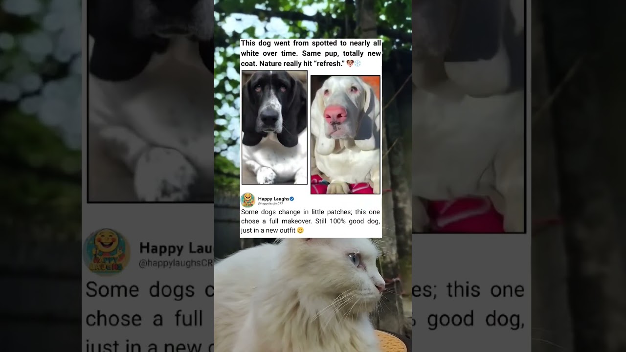 Same Dog, New Look: Spotted Pup Turns Nearly All White