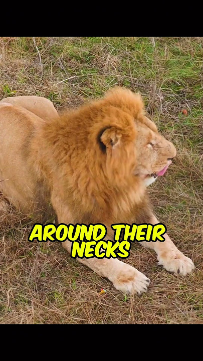 Lions Are NOT BORN With A Mane!🦁🦁#animals #animalfacts #shorts