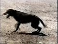 Labrador Retriever - Hunting dog training