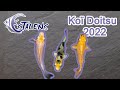 Ko doitsu estalens saison 2022 22