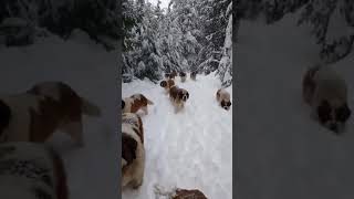 DOGS PLAYING IN THR SNOW