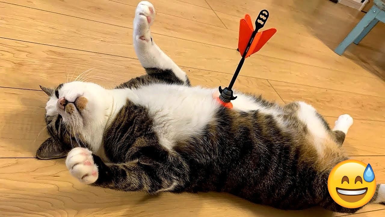 Best Of The Funny Animal Videos 🐾😼 The Funniest Dog Moments Compilation 😺