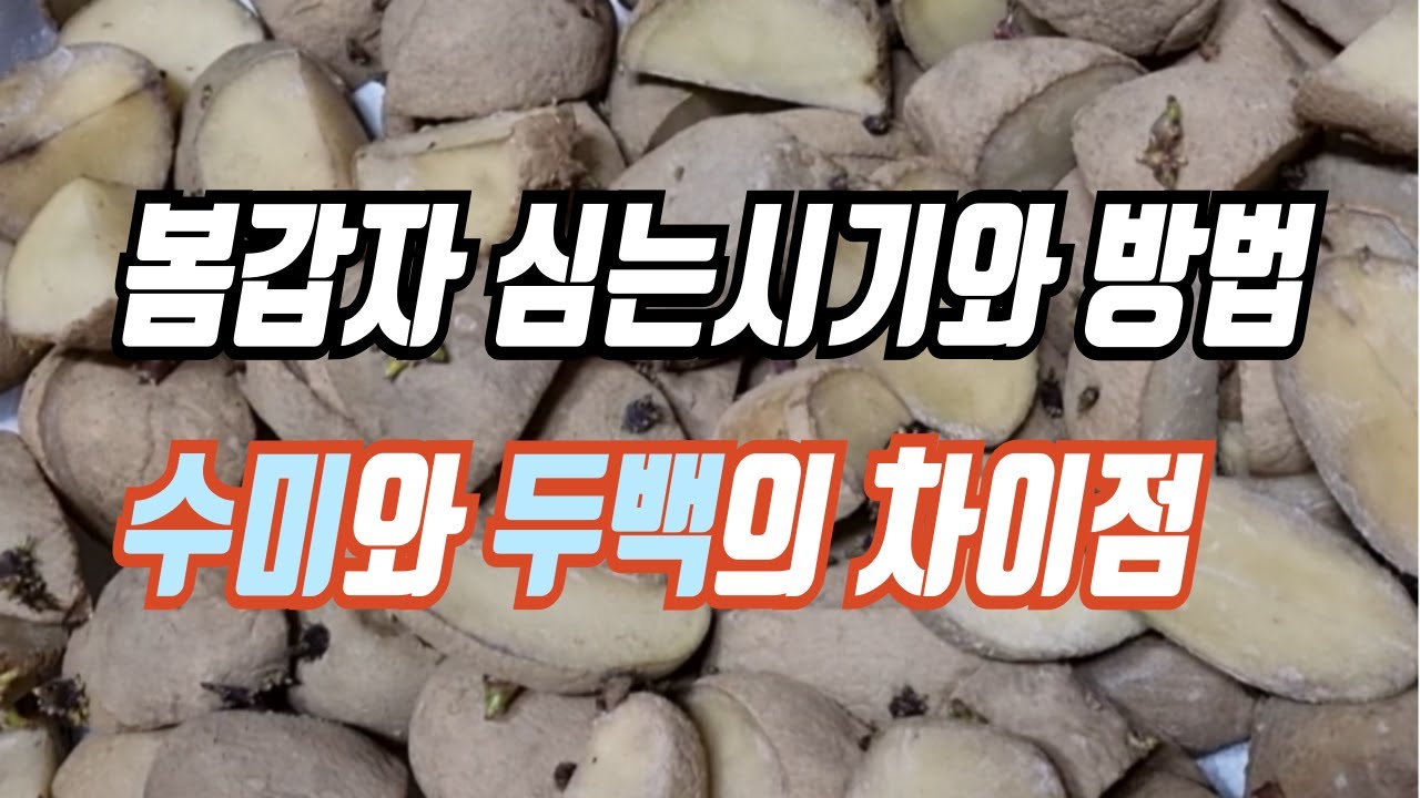 [텃밭] 봄감자 파종 시기와 방법 그리고 수미와 두백의 차이점