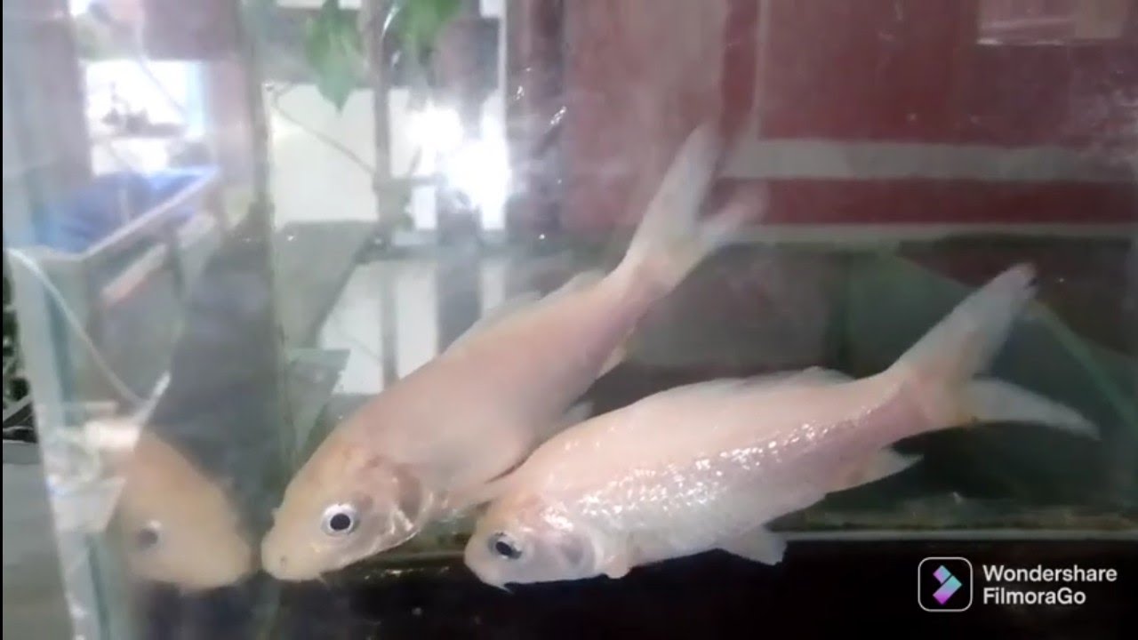 KOI FISH PARASITE TREATMENT YouTube koi-fish-parasite-treatment-youtube