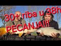 30+ riba u 38h PECANJA!