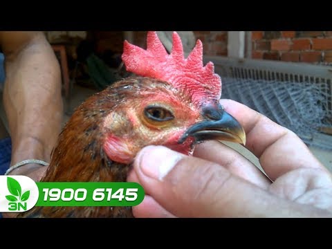 Video Cách điều trị bệnh Coryza cho gà hiệu quả không phải... - youtube