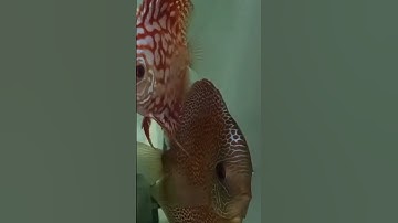 Cá Dĩa Đẹp #shorts #fish #discus
