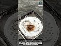 Bathroom Drain Strainer with New Swirl Flow Design
