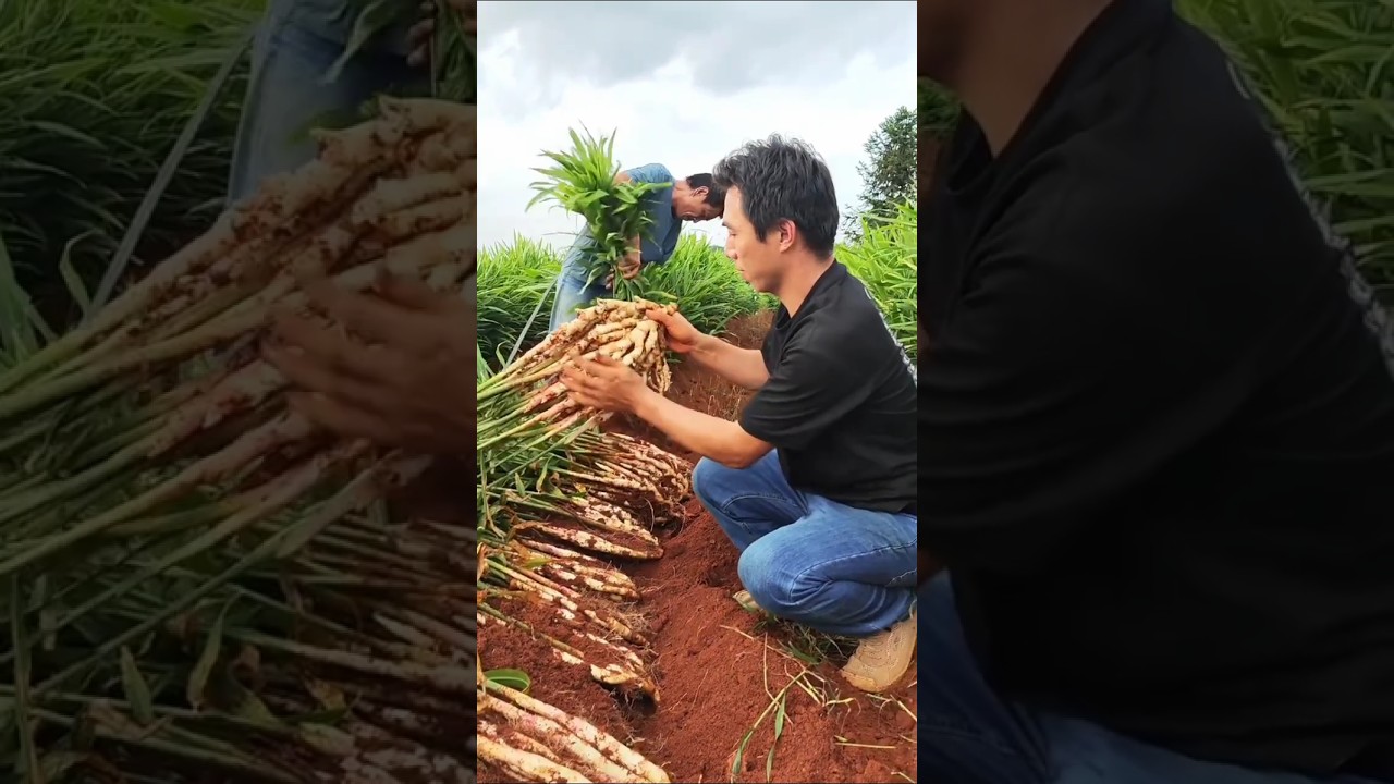 cara menanam jahe agar subur berbuah banyak 