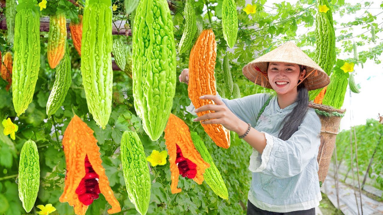 Harvesting BITTER MELON, CUSTARD APPLE FRUIT  - Cooking & Gardening | Tiểu Phi Daily Life