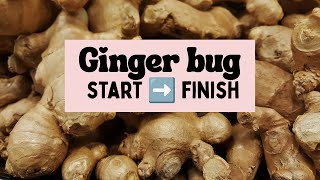 GINGER BUG FULL TUTORIAL 