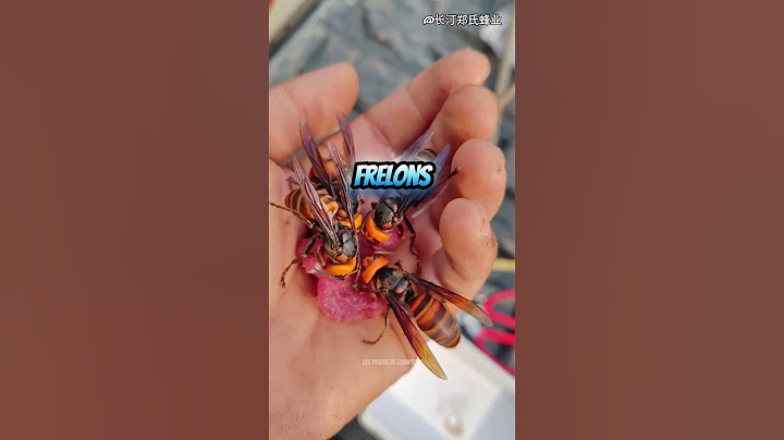 Main Nue Nourrissage de Frelons Géants #frelonsasiatiques #insects #invasion #confiance #nourrir