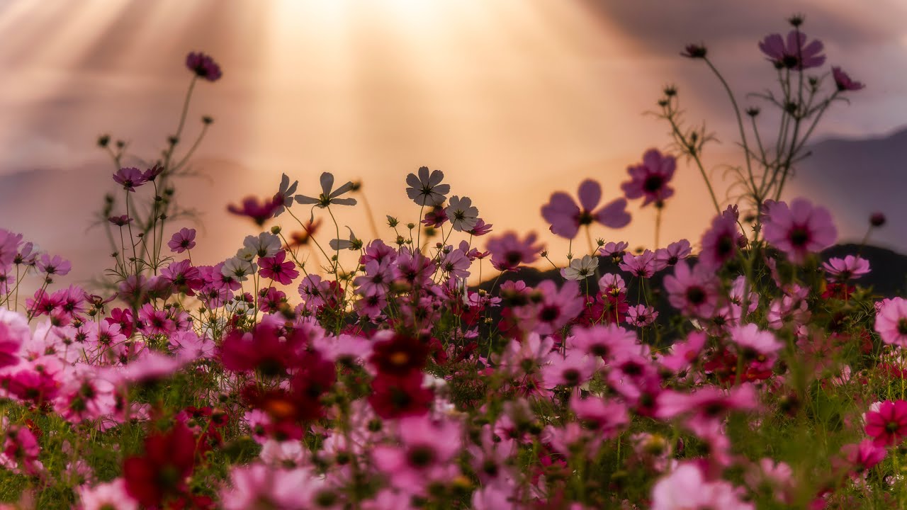天空のコスモス（4K）