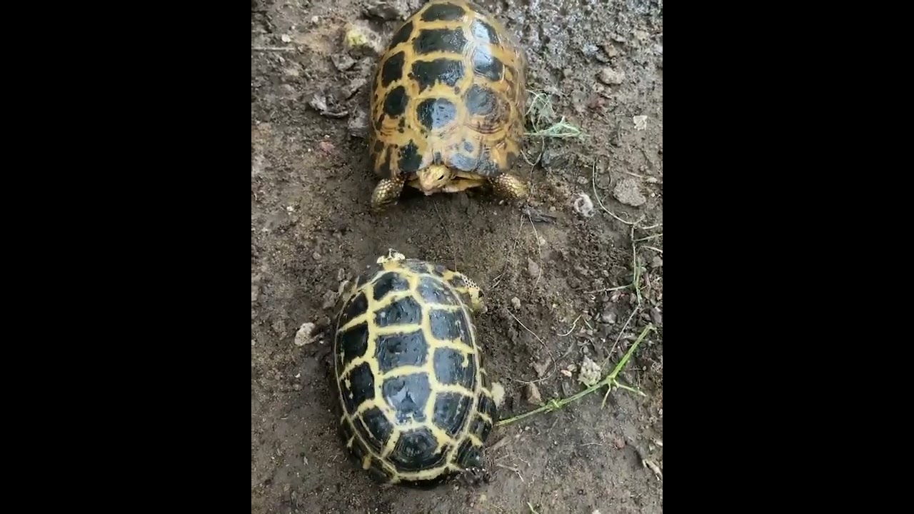 ASMR Forsten’s Tortoise Fight! Kura-Kura Baning Sulawesi Bertarung!