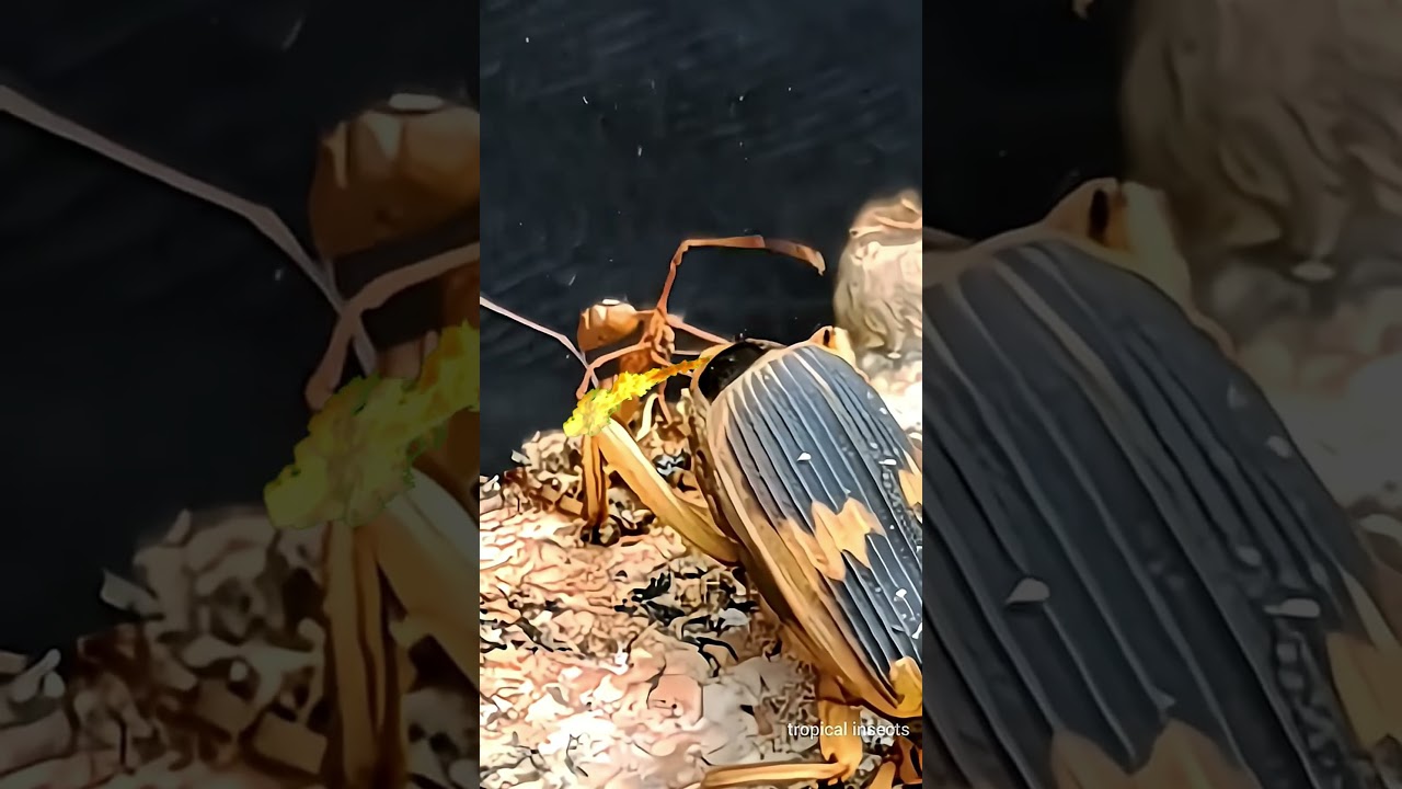 Unequal encounters between fire ants and "Carabidae" fart bugs 🥶😱 Farts100°C 