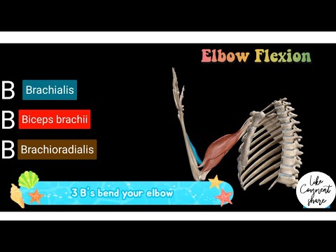 Elbow Flexion |