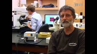 laser axotomy system aimed at investigating axon regeneration in C. elegans