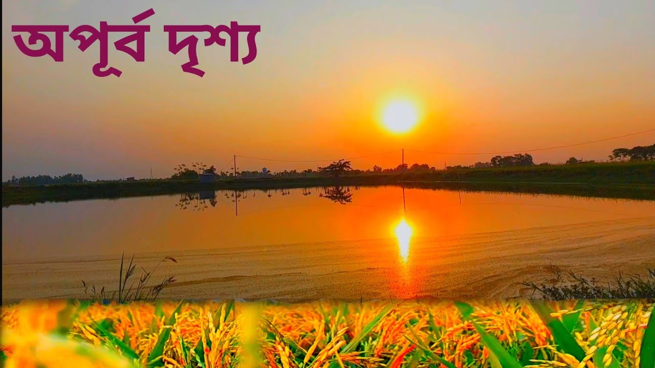 beautiful view of the rice field in evening//evening view of a paddy field