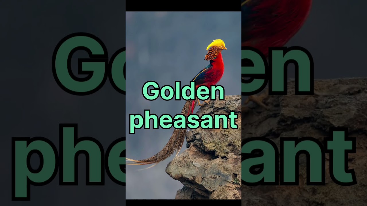 Top 10 Rarest Birds🐦🐦 of the World 