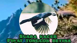 SUARA KACER PIKAT TONGGOK BETINA