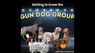 Get to know your Gun Dog #familydogmediation #genetics