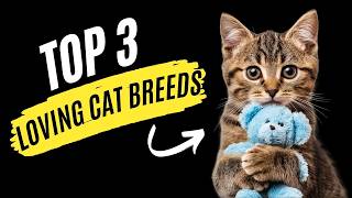 Which Cat Breed is the Most Affectionate