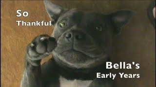 Dog Video Compilation Bella Blue The Staffys Early Years Staffordshire Bull Terrier