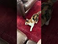 まだまだ遊んでくれるミクと遊ばないくーちゃん #猫動画#猫面白い#猫ショート動画