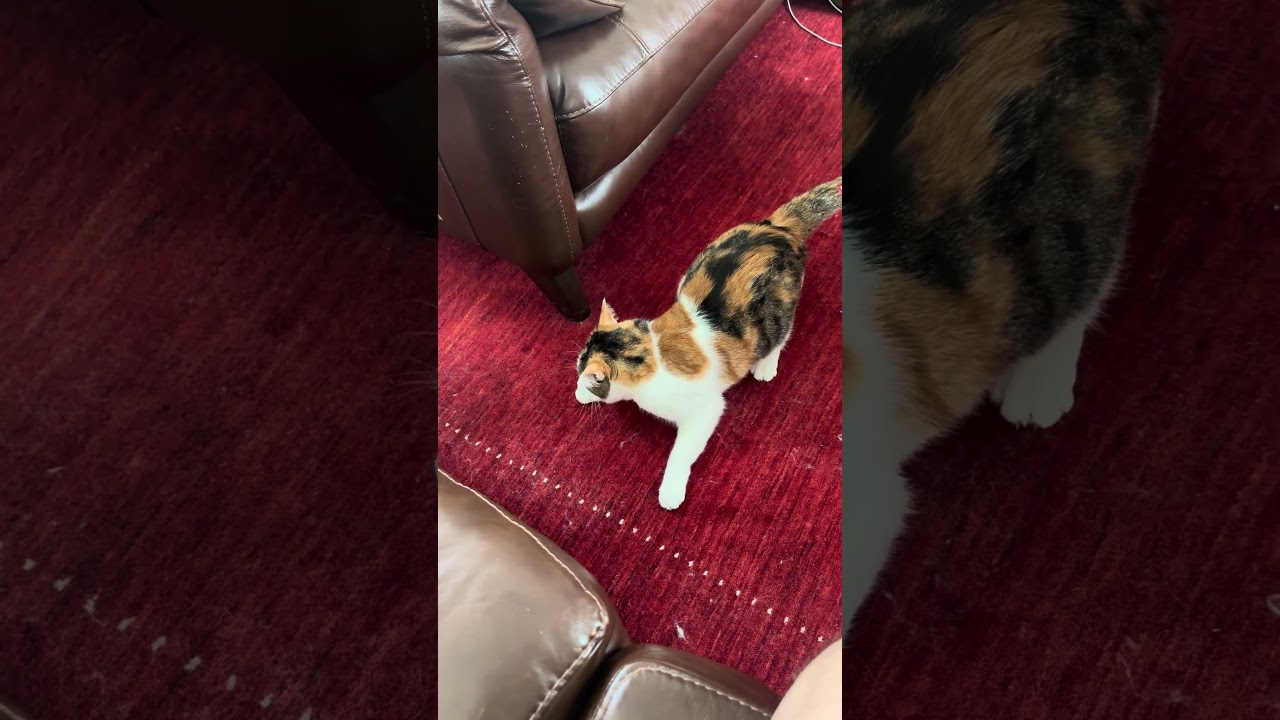 まだまだ遊んでくれるミクと遊ばないくーちゃん #猫動画#猫面白い#猫ショート動画