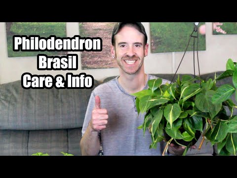 Video: Transplantasi Philodendron Pohon Berenda - Bagaimana Dan Kapan Merepot Philodendron Pohon