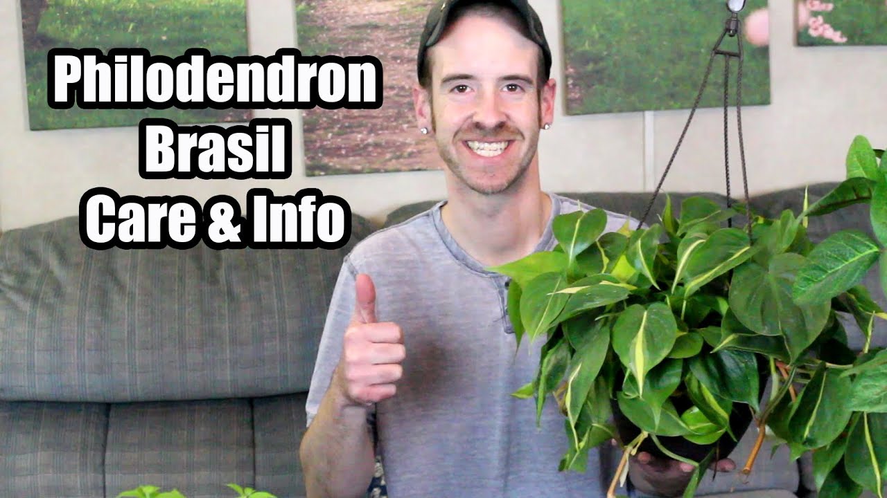 Philodendron Brasil Care & Info