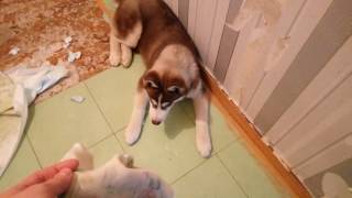 Ругаю щенка хаски :) / scolding a husky puppy Ругаю щенка хаски :) / scolding a husky puppy