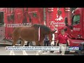 Budweiser Clydesdales coming to the Kansas State Fair