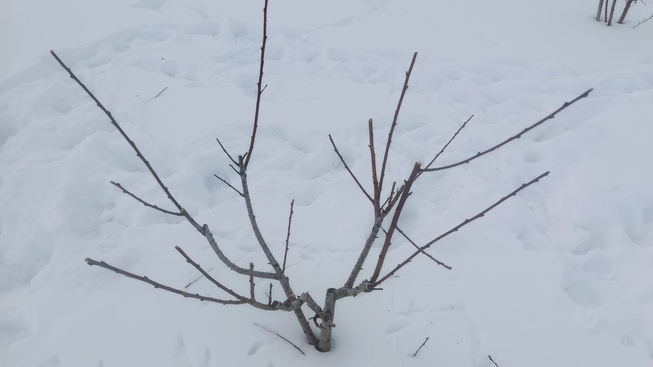 Обрізка персика. Як пережили дерева зиму -27°?