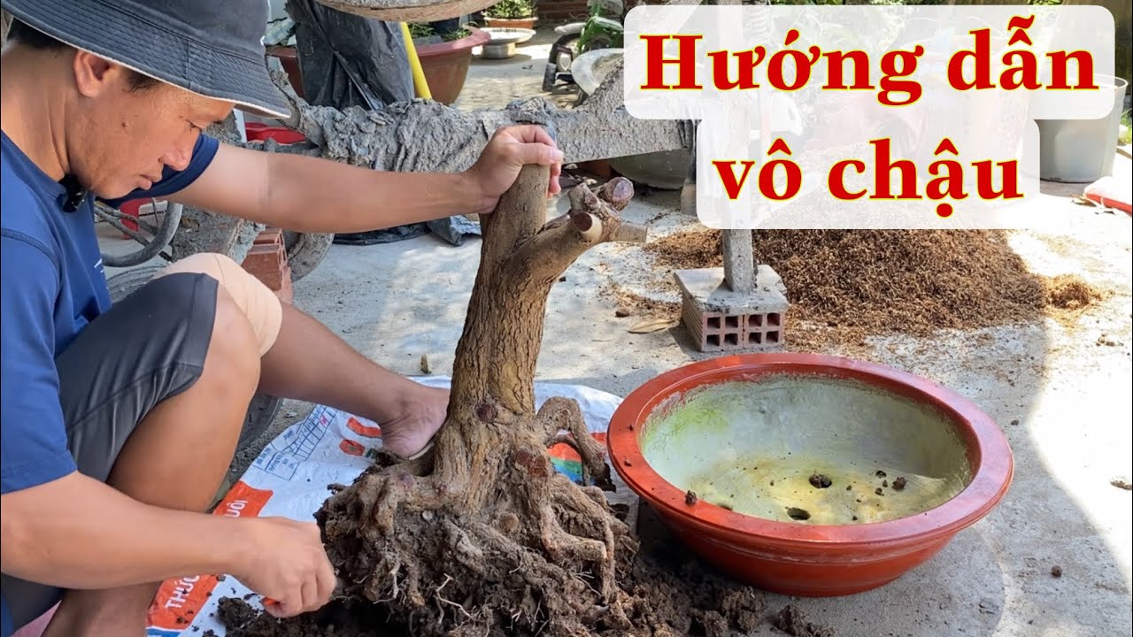 Hướng Dẫn Vô Chậu Cây Mai Tứ Quý