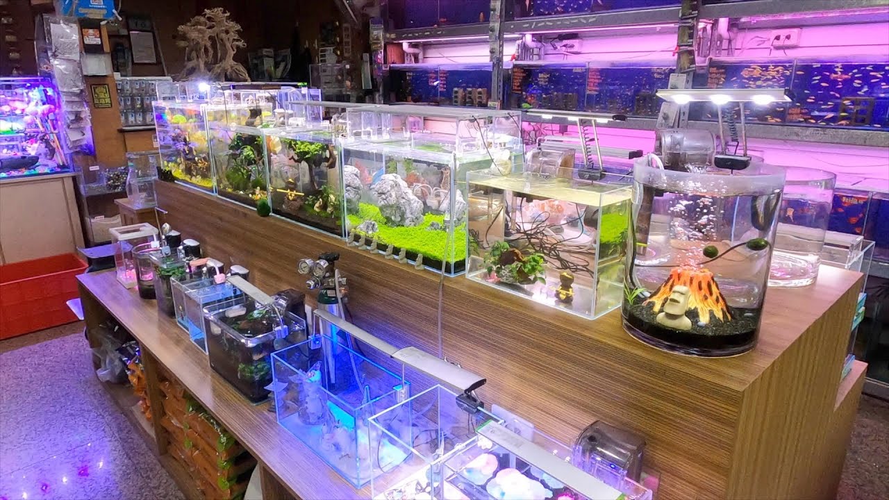 Freshwater Aquarium Store Taipei YouTube