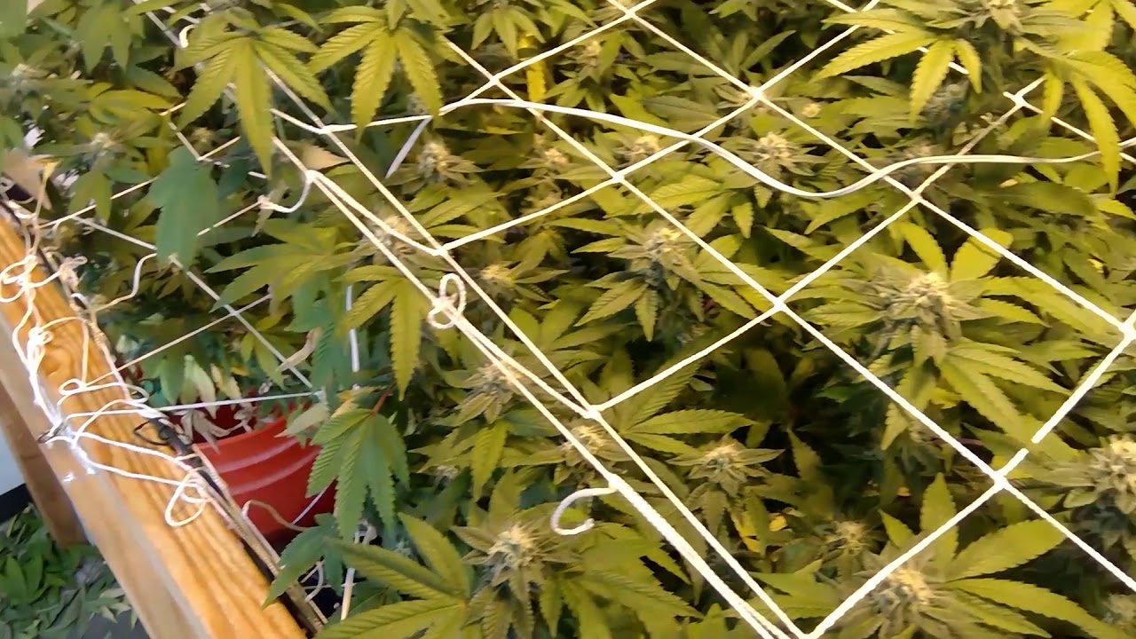 Tang A Rang & Peanut Butter Cookies week 4 of flower