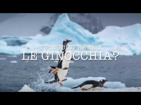 Video: I pinguini hanno le orecchie?