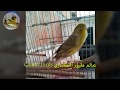 تغريد كناري التيمبرادو الإسباني الأصلي the spanish timbrdo singing mp3