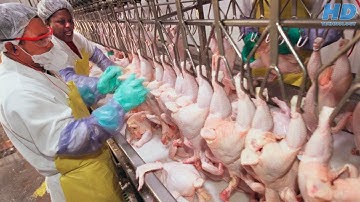 Modern Food Processing Technology - Automatic Machines Compilation Part 8