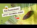 Schnecken-Alarm! 🐌 Schon jetzt schnell handeln!