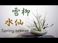 【生け花】短い枝をそのまま！雪柳と水仙【ikebana】Spring breeze/ narcissus/Brise de printemps/Brisa de primavera/봄바람雪柳和水仙花