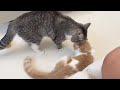 どうしてもはなちゃんと一緒に遊びたいもちが…のサムネイル