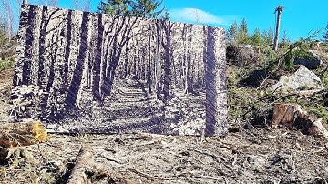 MBD79 Artwork by Jean Denant resurrects a devastated forest in Vasaa Finland. www.mbd79.org