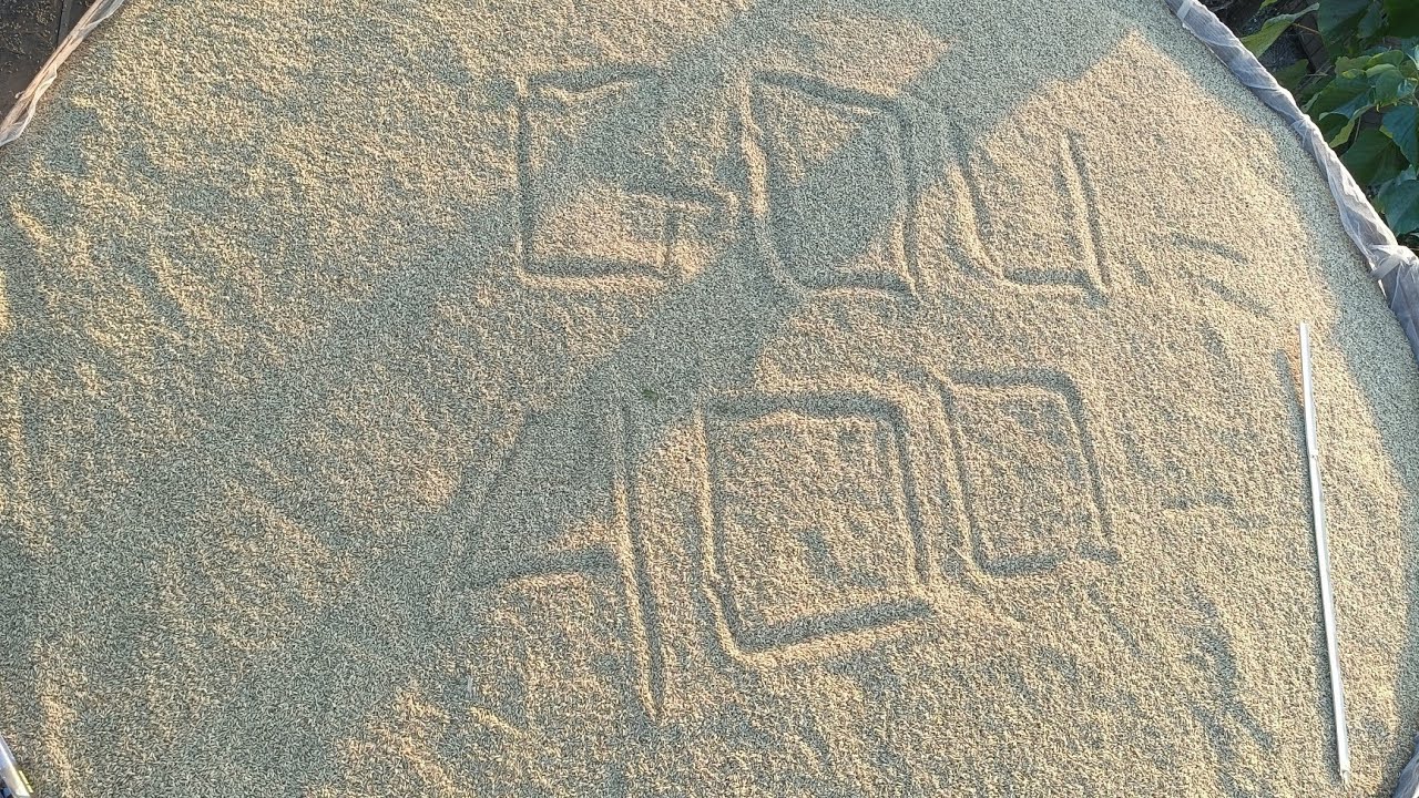 2025 My paddy Harvest 