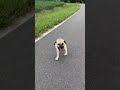  guess dog half ya full  dogs hub  the dogs hub  dogz dogz  ytshorts tranding viral