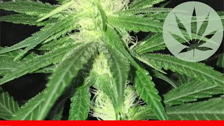 Northern Lights #5 - All About This Strain